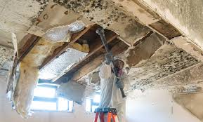 Trusted Oakbrook, KY Mold Remediation Experts